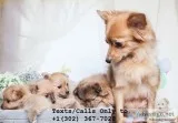 Orange sable pomeranian puppies