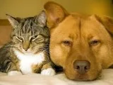 Pet medications