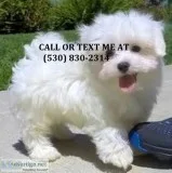 Mnht crazy in love maltese puppies for s