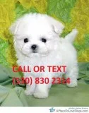 %100 friendly maltese puppies for sale n
