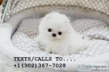 Beautiful/active pom puppies for sale