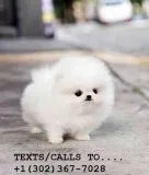 Qty male/female pomeranian pups for sale