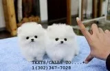  white teacup pomeranian pups for sale