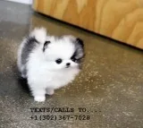 Mini pomeranian puppies for sale 