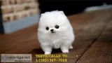  miniature toy pom puppies for sale 