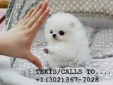 Amazing/active pomeranian pups for sale