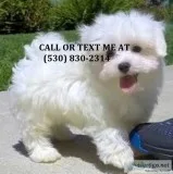 Lkjyt smart maltese puppies for adoption