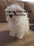 Nhgtr 2boys and a girl maltese pups for 