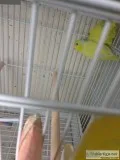 Dmd sweet brilliant, neat parrotlets