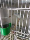 Dbd sweet brilliant, neat parrotlets