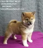 Cute shiba inu puppies for sale mnhbgtyy
