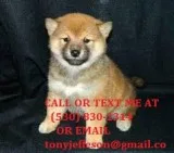 Mjnht smart shiba inu puppies for sale 