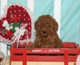 Toy poodles are ready to go