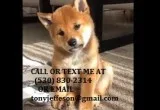Cvdert nice looking shiba inu puppies re