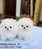 Stunning qty tea cup pom pups for sale