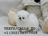 Pedigree tea cup pom puppies for sale