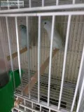 Fgf sweet brilliant, neat parrotlets