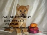 Dsafsf brave shiba inu pups for sale now