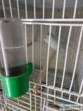 Dfd sweet brilliant, neat parrotlets