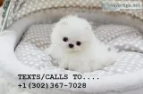 Available male/female pom pups for sale