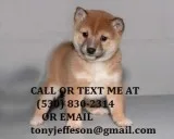Mnbgt powerful shiba inu puppies for sal
