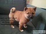 Bgty shiba inu pups for pet lover only 