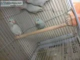 Fqf sweet brilliant, neat parrotlets
