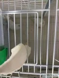 Fjf sweet brilliant, neat parrotlets