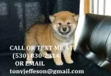 Saasdw brilliant shiba inu pups for sale