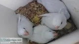 Fef sweet brilliant, neat parrotlets