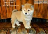 Mkjnhw lovely shiba inu puppies for sale