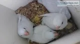 Dnd sweet brilliant, neat parrotlets