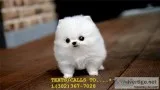 Smooth coat pomeranian puppies for sale