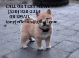 Ssdr benevolent shiba inu puppies 4 sale