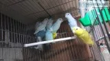 Fkf sweet brilliant, neat parrotlets