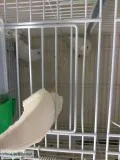 Dcd sweet brilliant, neat parrotlets