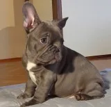 Lkikjmjk terrific blue french bulldog pu