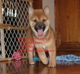 Nbgtr crazy in love shiba inu puppies 4 