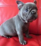 Hgbgghy tidy blue french bulldog puppies