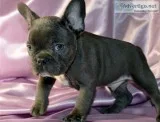 Ytythyj exceptional blue french bulldog 