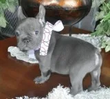 Vrtgfhhgbn reliable blue french bulldog 