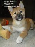 Mbbgt nice looking shiba inu pups 4 sale