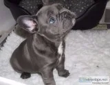 Thgtghb neat blue french bulldog puppies