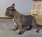 Gthgtyh remarkable blue french bulldog p