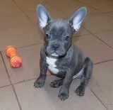 Gbvfgth honest blue french bulldog puppi