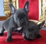 Nhjbnh active blue french bulldog puppie