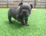 Affectionate males french bulldogs
