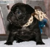 Top quality blue french bulldog puppies