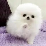 Tea cup pomeranian puppies for sale