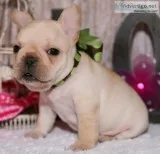 Brilliant french bulldog puppies